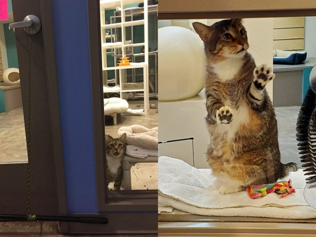 喵～看到上面那個把手嗎？幫朕一壓下下就好了哦～ (圖/IG@free_quilty) 