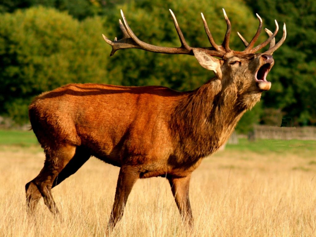 一名員警在巡邏時意外發現這頭死去的野鹿，解剖後發現塑膠垃圾是野鹿致死的原因。
