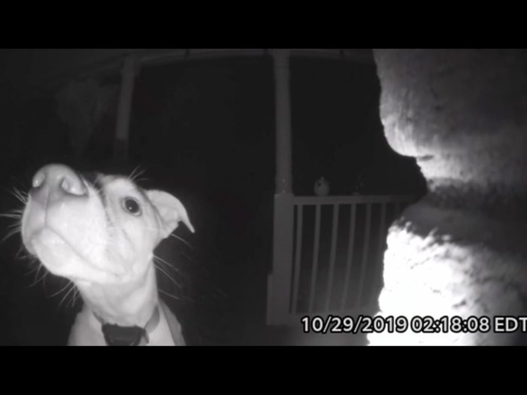 叮咚叮咚！主人快快接我回家呀～(圖/Youtube@Caters Clips) 