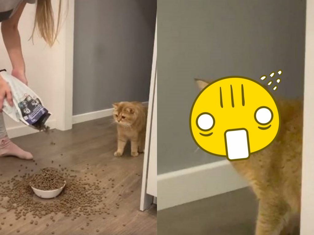 這奴才……是不是壞了……(圖/TikTok@imartycat) 