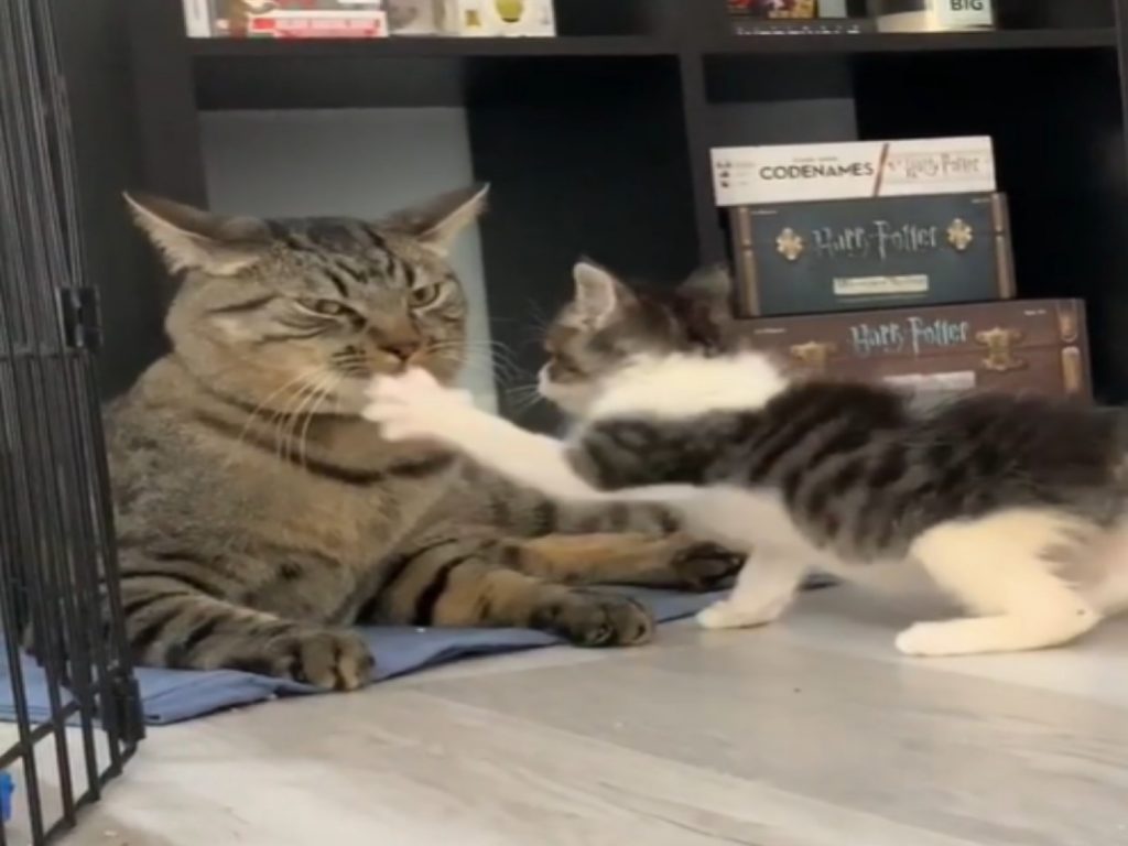 虎斑貓賽佛遇見狂挑釁的小貓瓦樂思（圖／翻攝自IG@_hellokirosrescue）