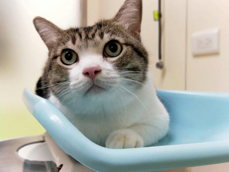 貓咪慢性腎臟病　要如何早期發現？
