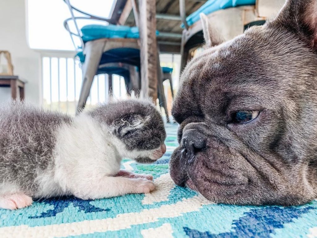 貝絲的法鬥犬主動擔任小奶貓的保母（圖／IG@mr_tiny_pants）