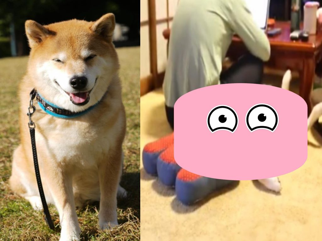 日本柴柴Maru（圖／IG@marutaro）