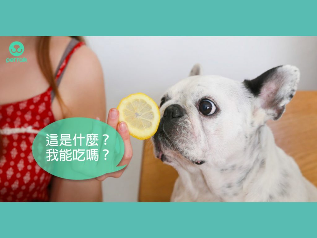 (圖／PetTalk提供)