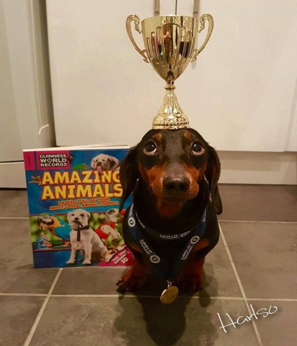 臘腸犬展現超強「頂上功夫」　什麼都能頂還贏得世界紀錄