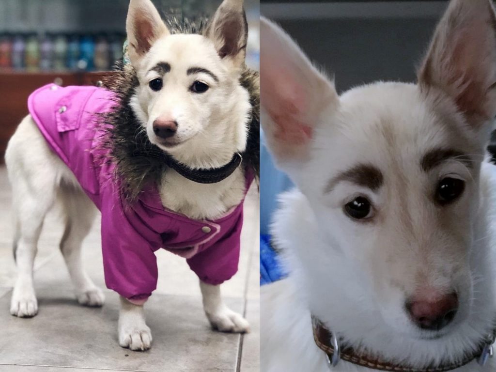 貝蒂天生就有兩道黑色印記，看起來就像蠟筆小新的粗眉毛。(圖/IG@brovisvoi) 