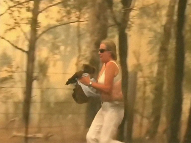 澳洲一名婦人勇敢地衝進林火並脫下上衣拯救無尾熊（圖／翻攝自YT@Nine News Australia）