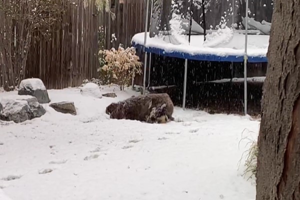 動起來！毛毛動物不怕寒冷　就是要在雪裡大玩特玩好嗨森