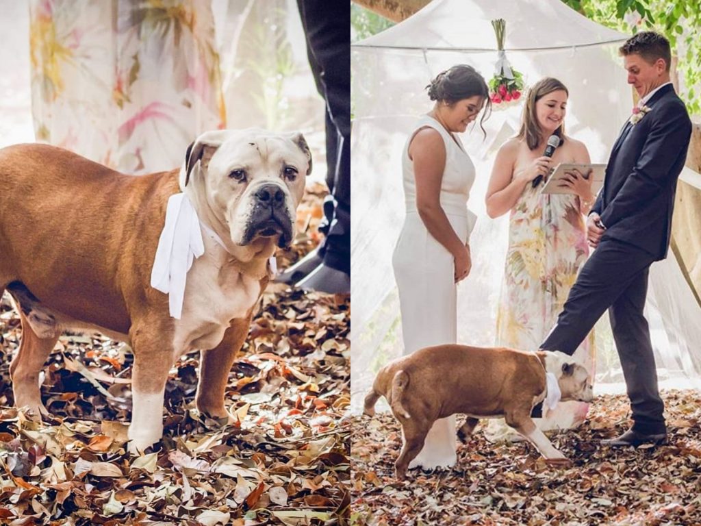 尼們有問過本汪的意見嗎？偶不願意啦！ (圖/Matthew Howard) 