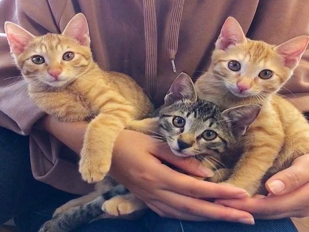 女子帶狗去公園散步撿到三隻小貓（圖／IG@marimon0703）