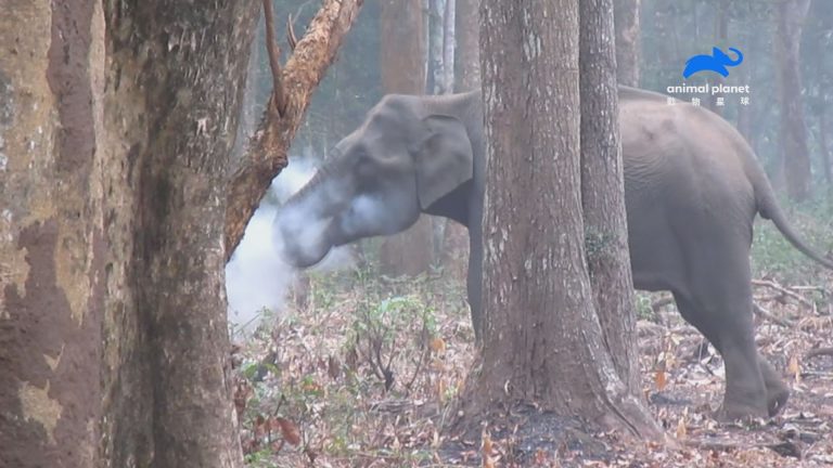 大象竟然會抽菸？動物界的行為千奇百怪　讓人腦洞大開！