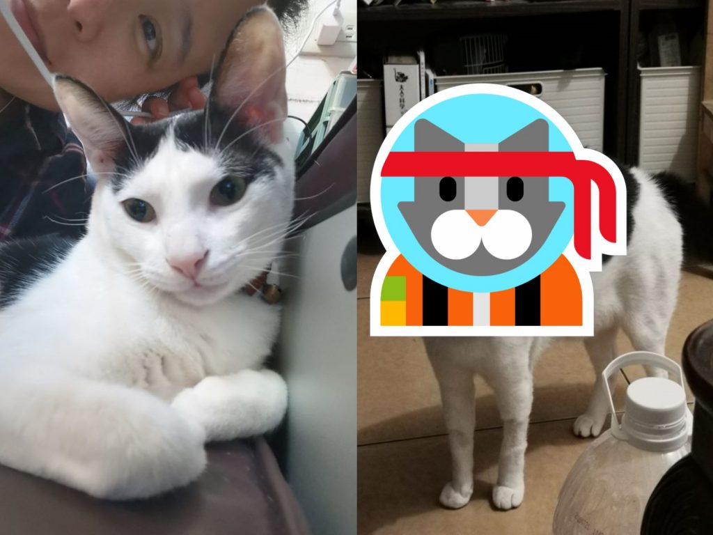 黑白貓黏黏平時最愛馬麻，卻因為一件事對她炸毛！（圖／網友李敏榕小姐提供）