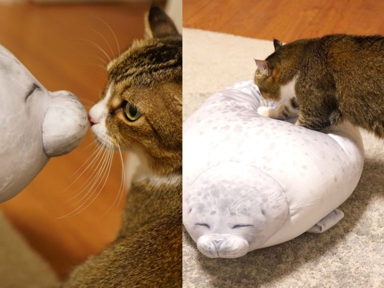 貓咪試躺新買海豹抱枕　表情動作竟神還原網笑：上面那隻怎賣？
