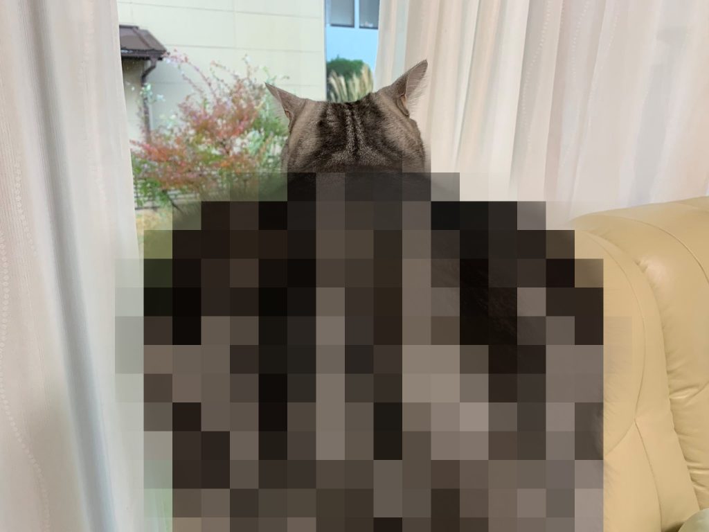 從背後看喵喵滿身肌肉線條