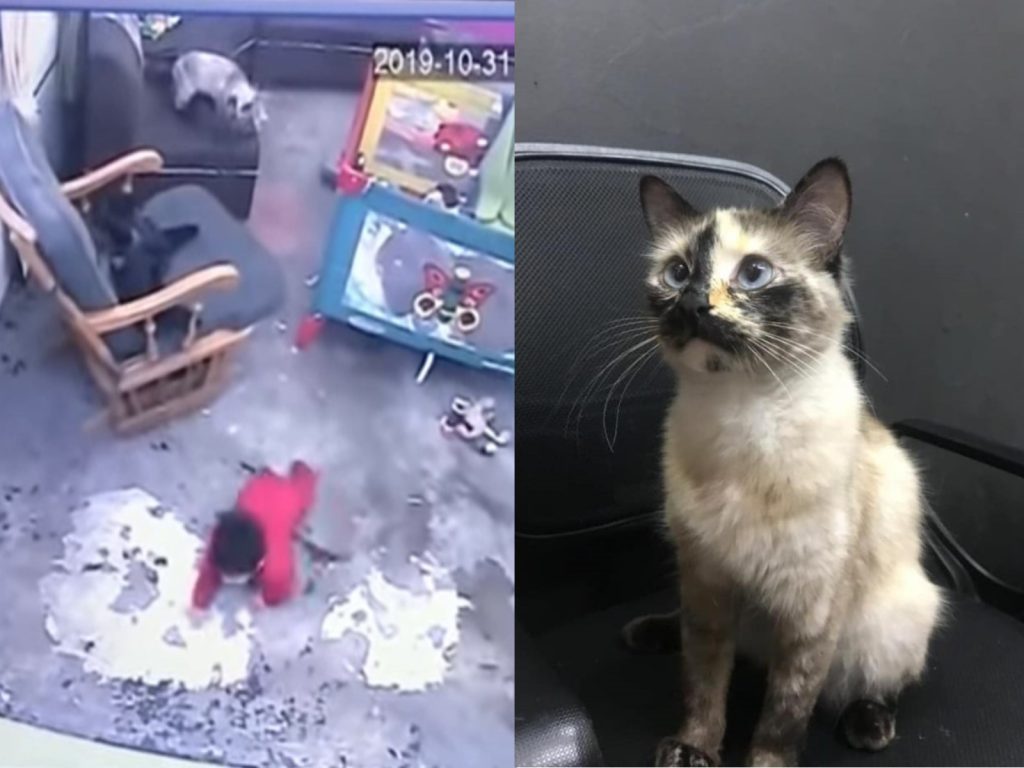 貓咪在千鈞一髮之際英勇地救了小嬰兒（圖／FB@Fundación Gatos Bogotanos en Adopción ( GABA )）