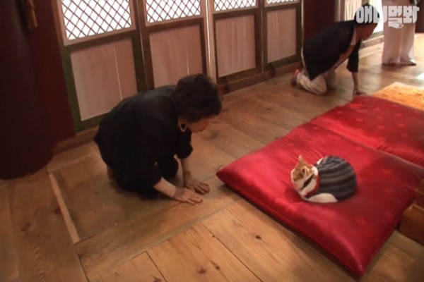 韓國貓咪不殺生還會打坐　根本是虔誠佛教徒！