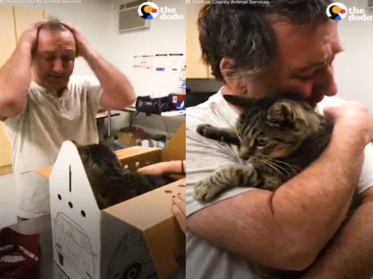 男子羅伯特非常感動能與走失七年的愛貓相聚！（圖／翻攝自FB@The Dodo）