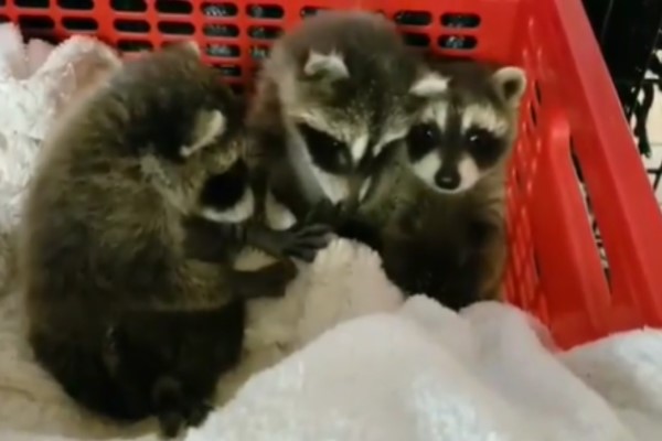 狗狗遇見孤兒浣熊母愛大爆發　竟然自主擔任全職奶媽