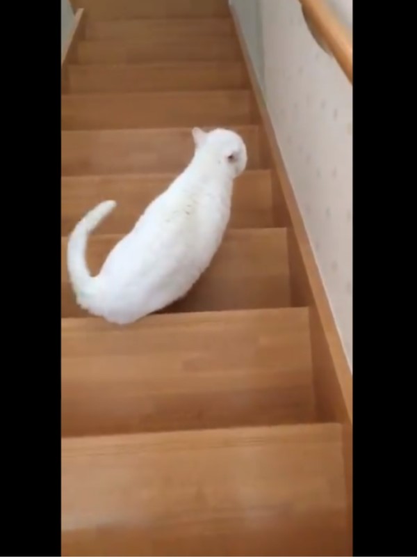 曾目睹貓奴兩度跌落樓梯　暖心主子主動帶路頻回頭查看！