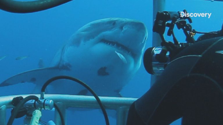 別讓鯊魚不開心！驚險實驗找出鯊魚森七七的原因