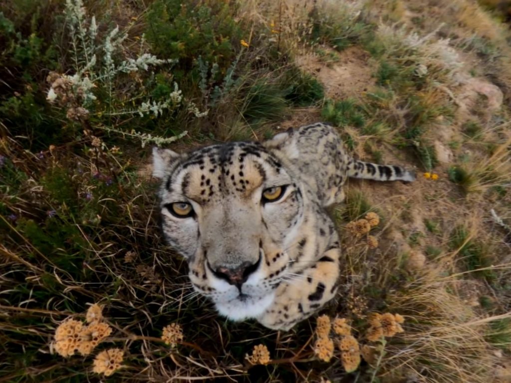 好奇的雪豹先是拿出毛茸茸的手碰了一下攝影機。 (圖/Youtube@GoPro) 