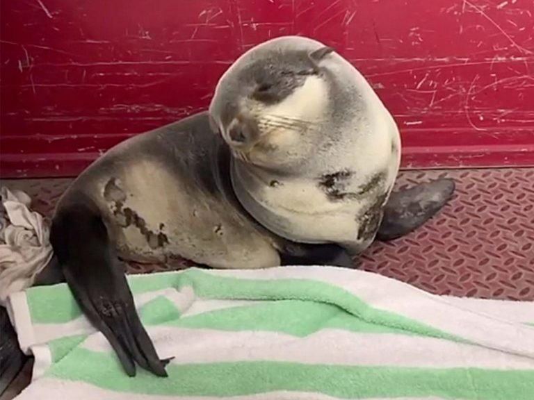 目前小海獅被安置在索薩利托的海洋哺乳動物中心Marine Mammal Center，接受獸醫檢查。 (圖/Facebook@The Marine Mammal Center) 