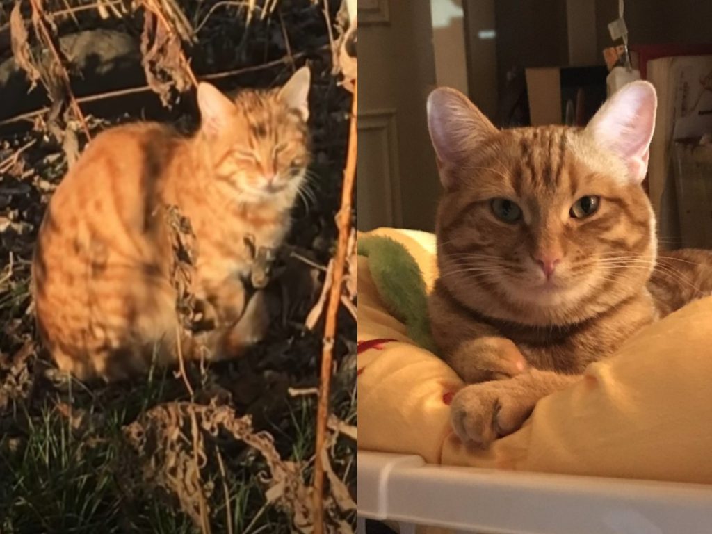 美國女子花了將近六周的時間才取得浪貓的信任（圖／翻攝自FB@The Dodo、twitter@HotDogthecat2）