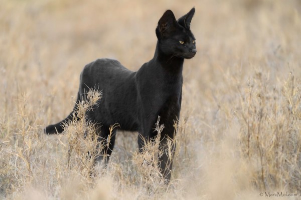 英國攝影師巧遇「黑色大貓咪」　仔細一看：怎麼不一樣！