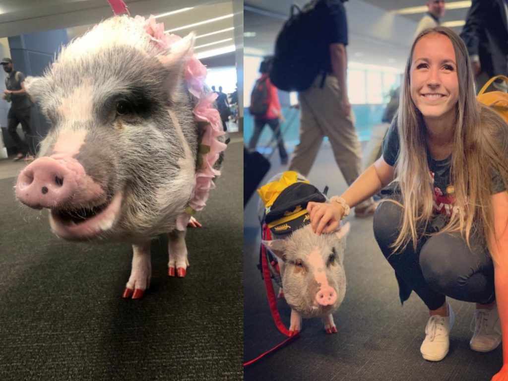 莉露是全球唯一一隻機場治療豬（圖／IG@lilou_sfpig）
