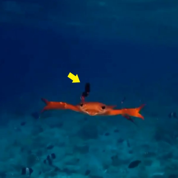 網友潛水捕捉螃蟹呆萌泳姿　百萬網友笑：原來不是橫著游！