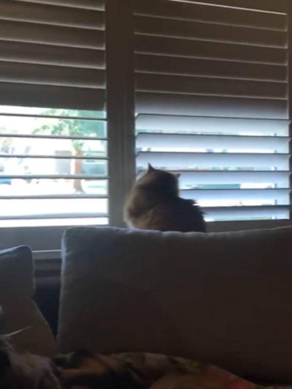 朕就是要開窗！貓咪與主人的百葉窗之戰　究竟誰能勝出？