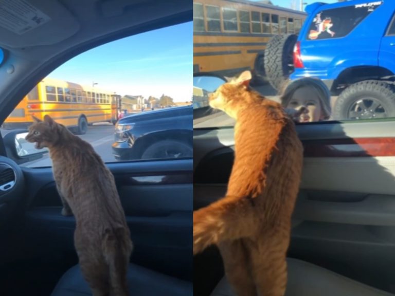 小奴才要上學　橘貓不捨趴車窗喵叫：快點回來喔！
