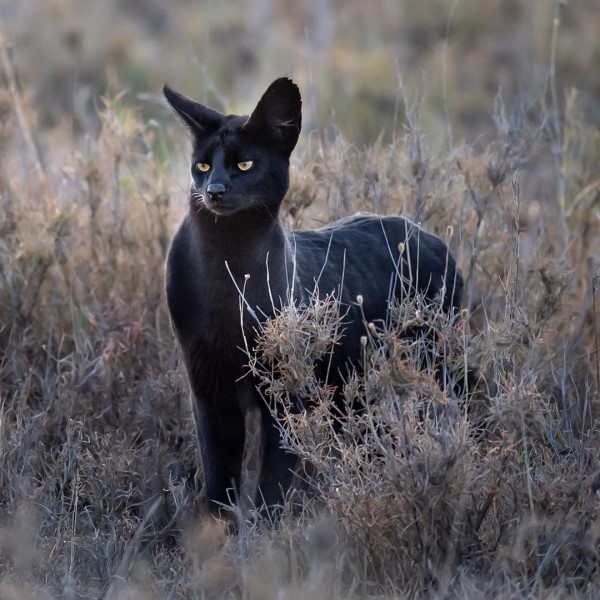 英國攝影師巧遇「黑色大貓咪」　仔細一看：怎麼不一樣！