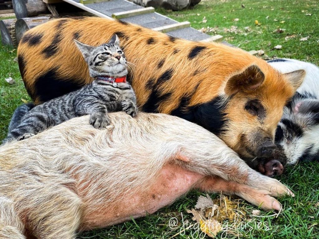 虎斑貓恩娜斯特Ernest非常善於交朋友（圖／IG@jugglingdaisies）