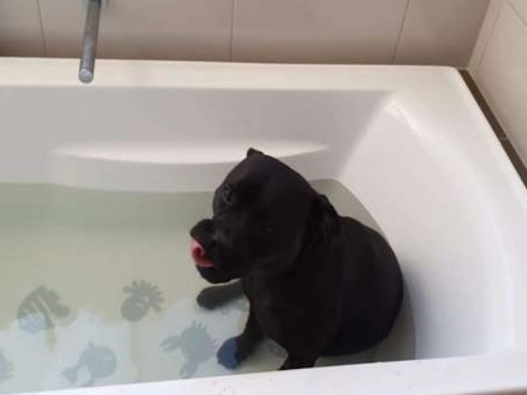 比特犬每晚消失竟是與鄰居小孩一起洗澡　媽：牠討厭洗澡欸
