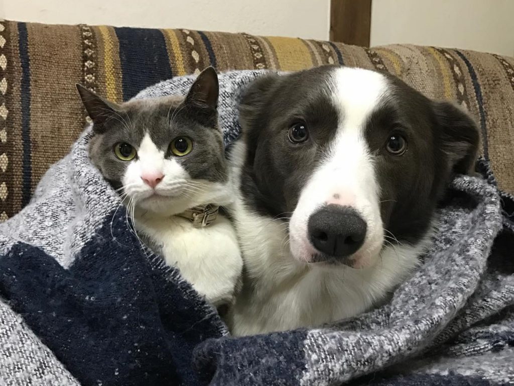 日本飼主養了一對跨種族的賓士CP，感情非常好（圖／IG@yurin555）