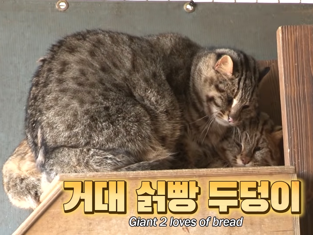 太久沒適度運動的結果，後面的小胖4.75公斤，而體型明顯大一號的大胖則是6.24公斤。 (圖/Youtube@SBS TV동물농장x애니멀봐) 