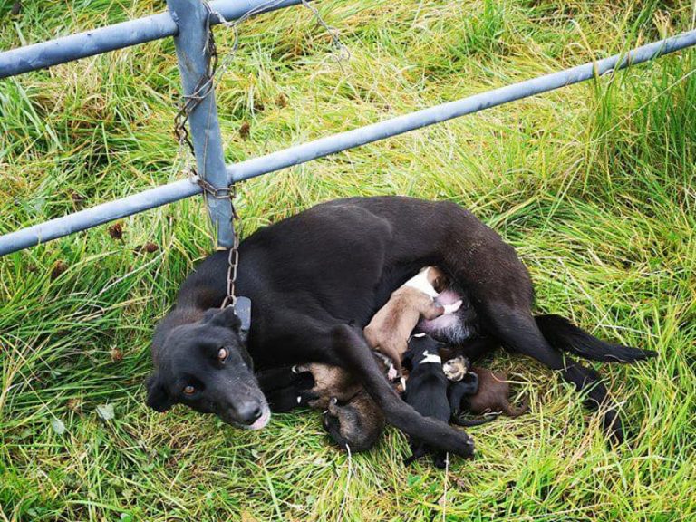 民眾發現一隻母狗被綁在欄杆上自生自滅（圖／FB@Ispca）