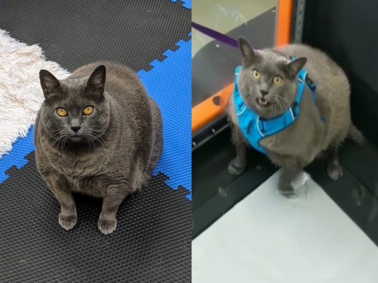 美國一隻貓咪Cinder Block因為過胖參加減肥計劃而爆紅（圖／FB@Northshore Veterinary Hospital）