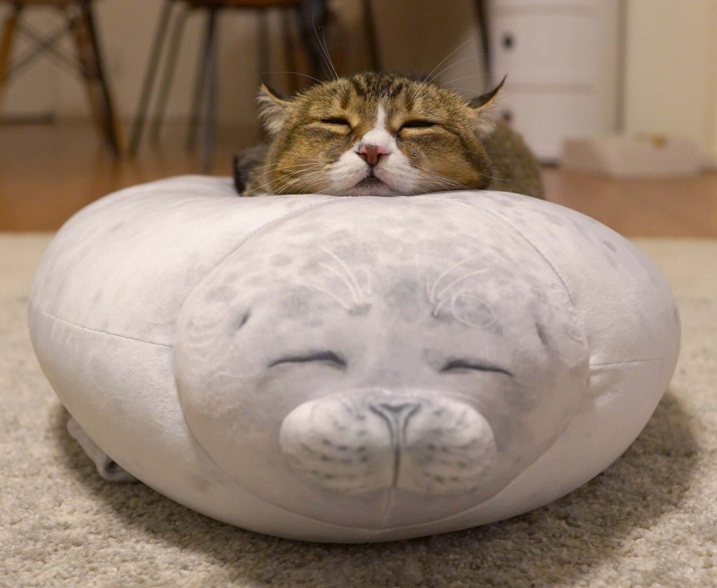 貓咪試躺新買海豹抱枕　表情動作竟神還原網笑：上面那隻怎賣？
