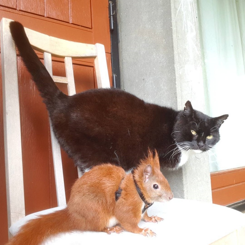 小松鼠受重傷被媽媽遺棄　黑白貓自主當起老大照顧牠！