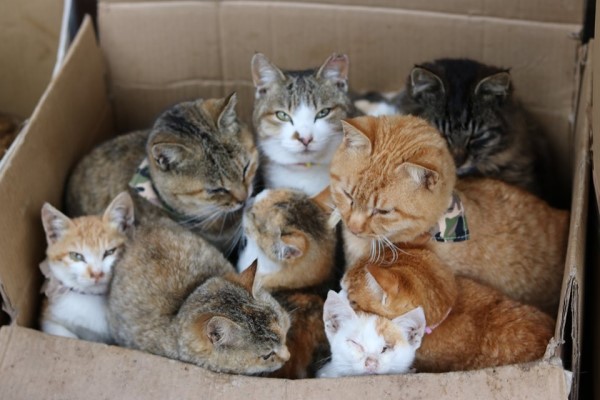 日本貓島居民幫浪貓準備「禦寒小屋」　網：超暖心！