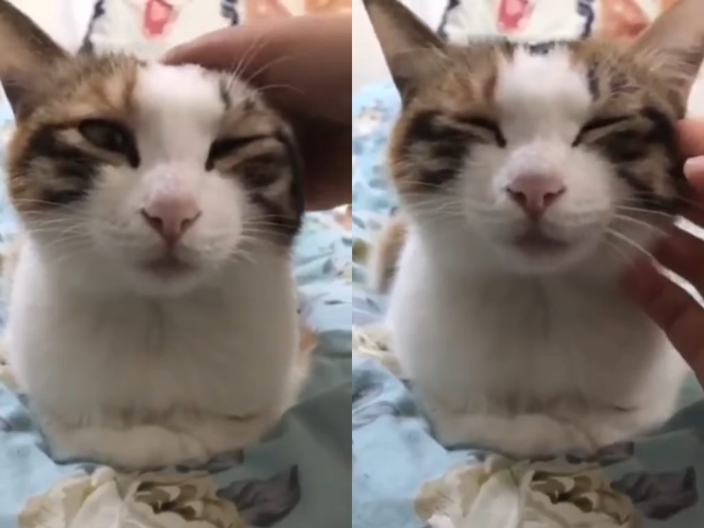 對對對就是這樣～霸脫繼續摸下去、摸下…… (圖/Facebook@Ahmed Elabdi) 