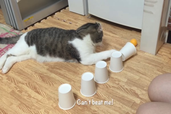 貓咪玩猜杯子遊戲　主子每猜必中網驚嘆：是賭神！