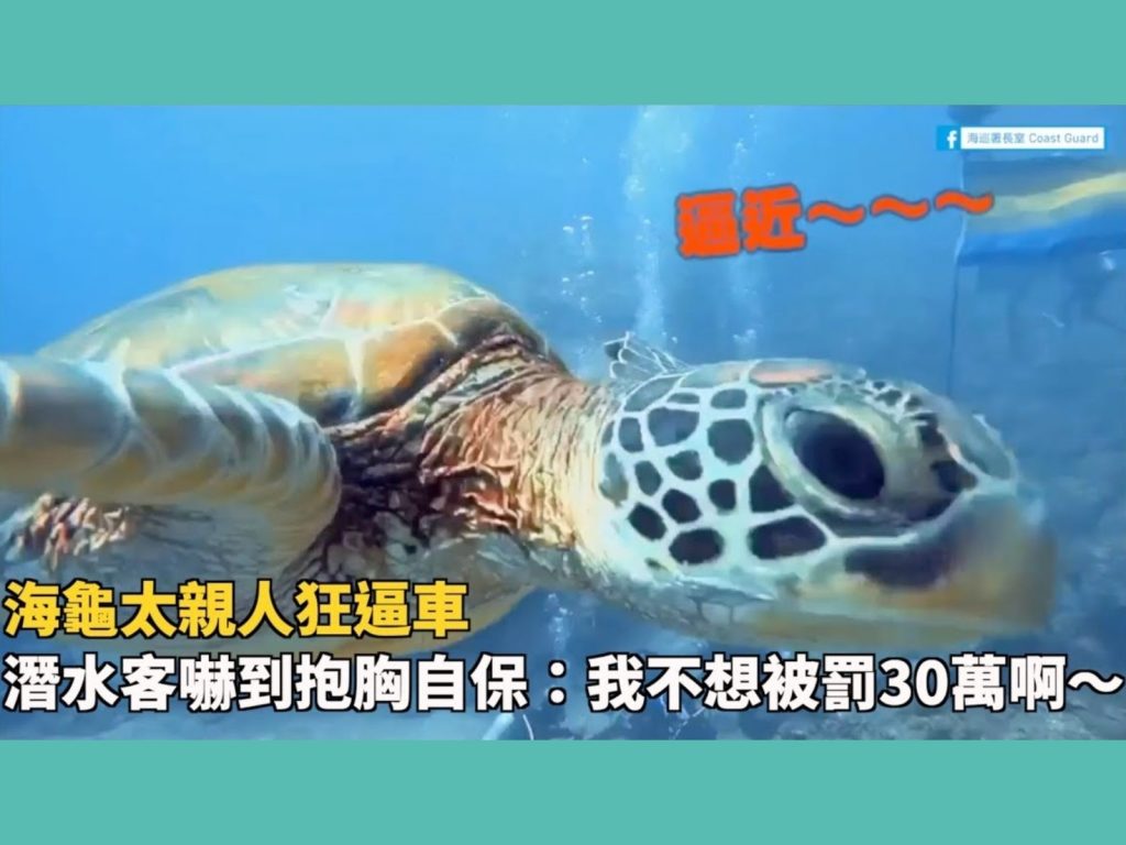 海龜傑尼先是逼近幾位潛客，後來還撞擊攝影機，讓潛客們都要嚇壞啦！ (圖/海巡署長室 Coast Guard提供) 