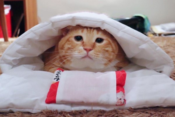 日本橘白貓超肥軟　天生苦情臉卻萌到不行坐擁廣大粉絲！