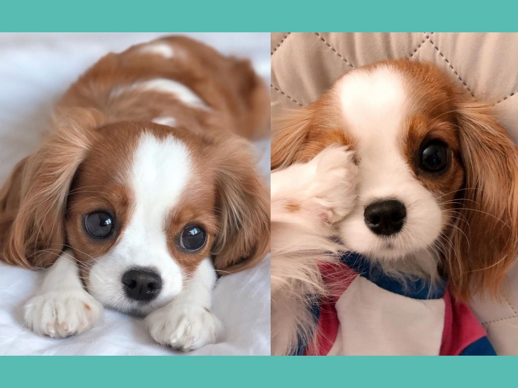 水汪汪大眼讓許多粉絲融化啦～ (圖/IG@nessathecavalier) 