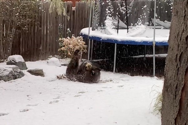 動起來！毛毛動物不怕寒冷　就是要在雪裡大玩特玩好嗨森