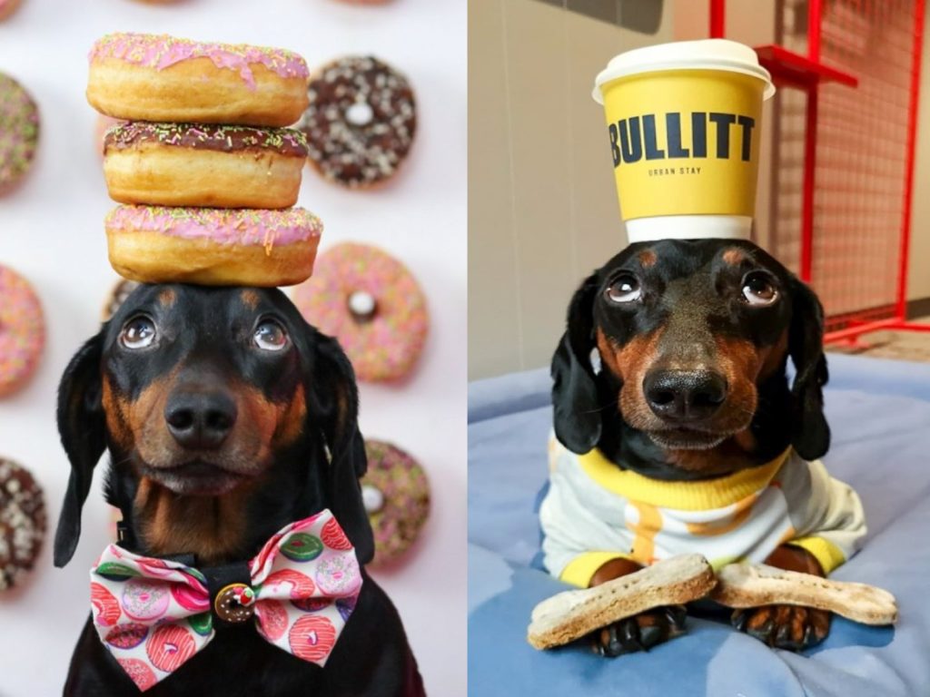 臘腸犬Harlso擅長在頭上頂物品（圖／IG@harlso_the_balancing_houn）